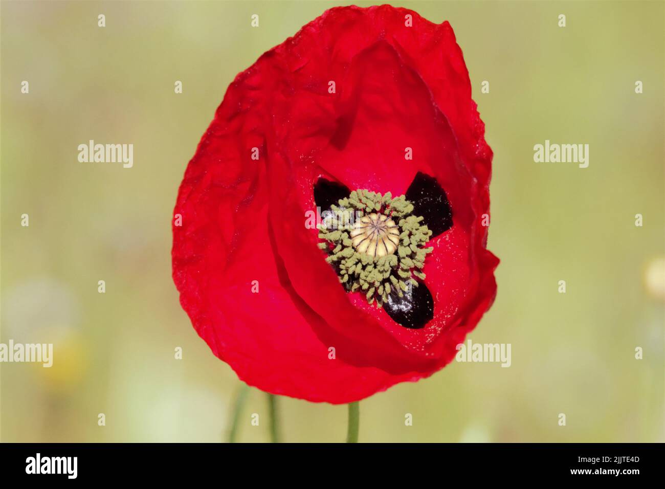 Eine Nahaufnahme einer roten Mohnblume, die an einem sonnigen Tag auf einem Feld wächst Stockfoto