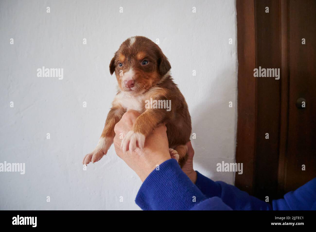 Eine Hand, die einen niedlichen Bartcallie Puppy auf weißem Wandhintergrund hält Stockfoto