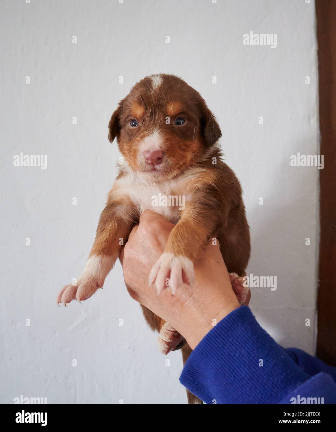 Eine Hand, die einen niedlichen Bartcallie Puppy auf weißem Wandhintergrund hält Stockfoto