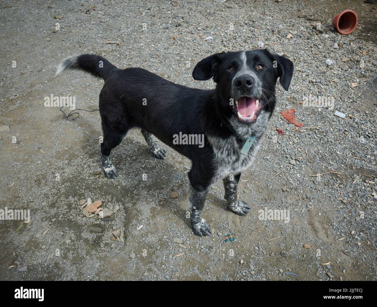 Eine lustige Husky-Mischung posiert draußen und schaut auf die Kamera Stockfoto
