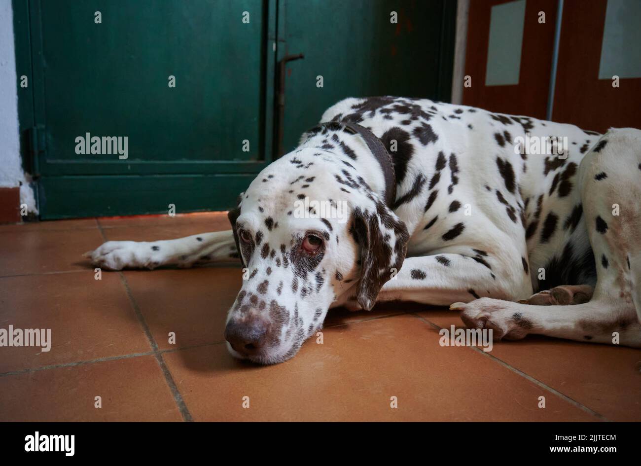 Ein einsamer Hund mit weißem Fell und schwarzen Punkten darauf sitzt traurig in einem Raum Stockfoto