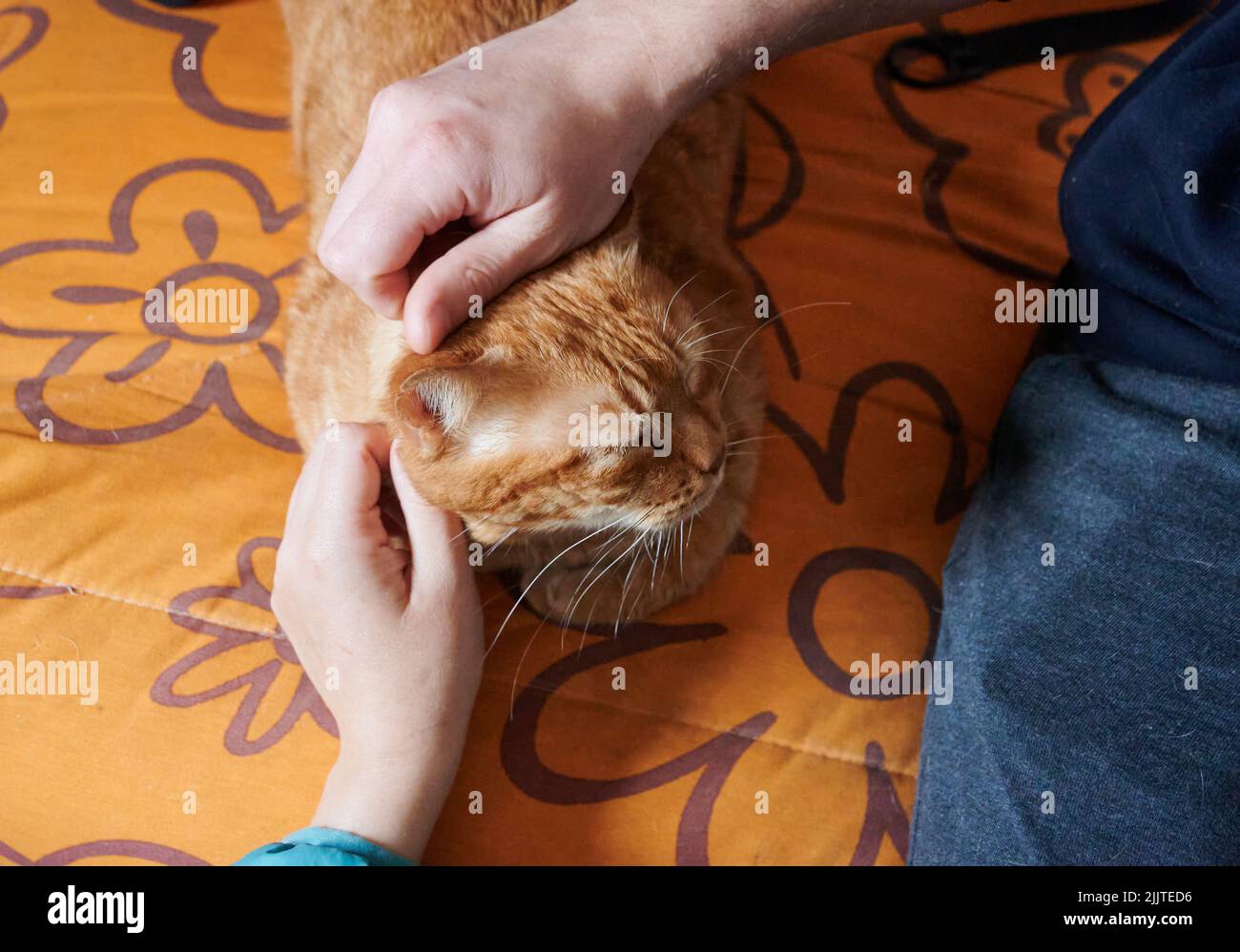 Eine Person, die mit einer Katze spielt, deren orangefarbenes Fell auf einem orangefarbenen Blatt liegt und auf dem Blumen gezeichnet sind Stockfoto