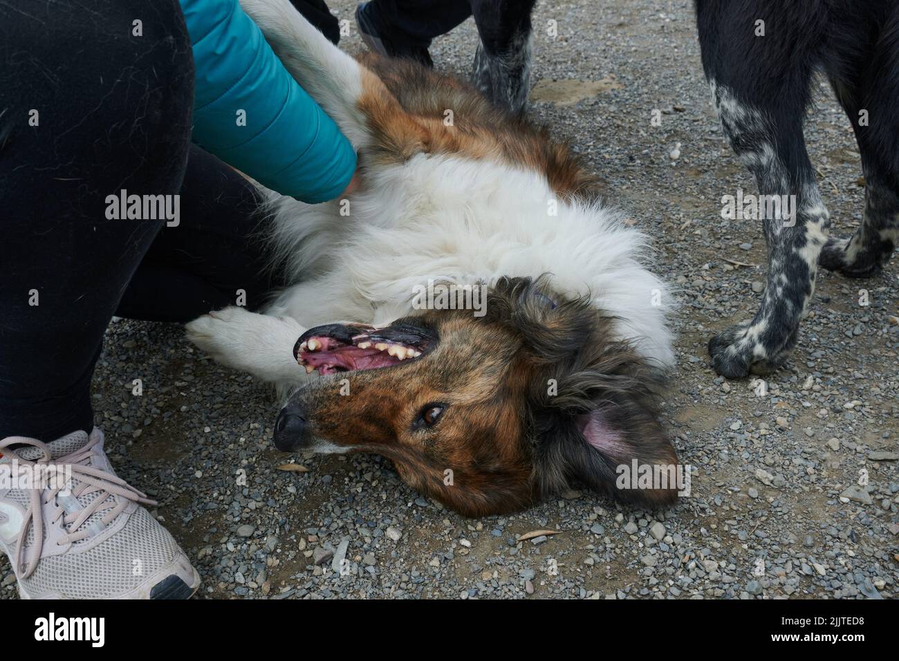 Ein Mensch, der mit einem Hund mit braunem Fell spielt, der auf dem Boden in einem Hundehüterhaus liegt Stockfoto