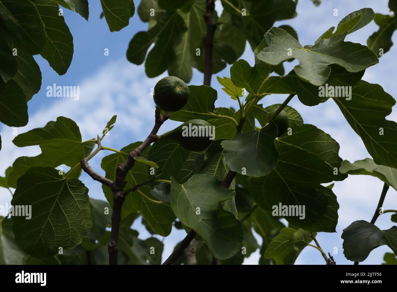 feigenbaum - braune pute mit unreifen Früchten Surrey England Stockfoto