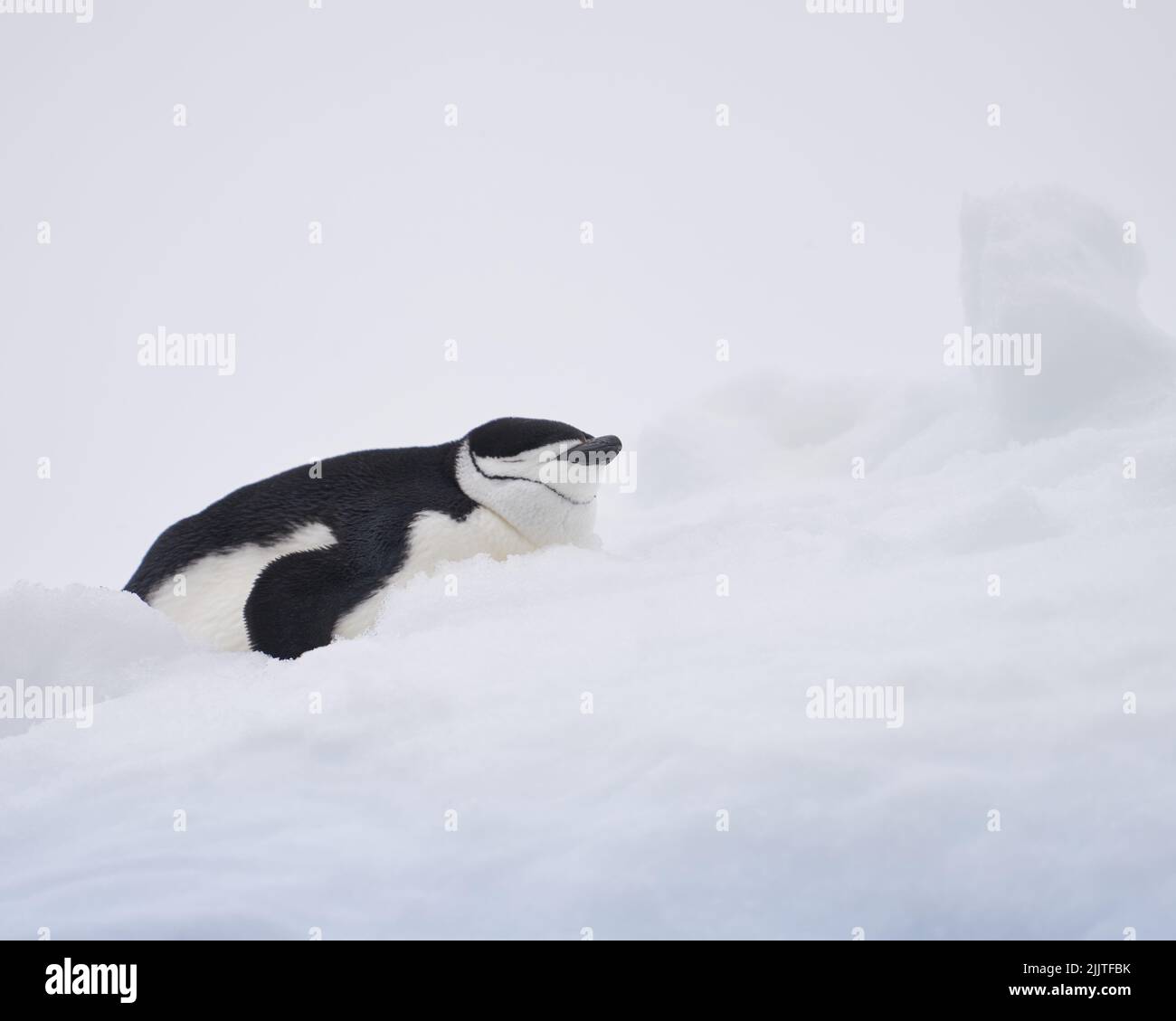Ein schlafender Chinstrap Pinguin im Schnee in Jougla Point - Antarktis Stockfoto