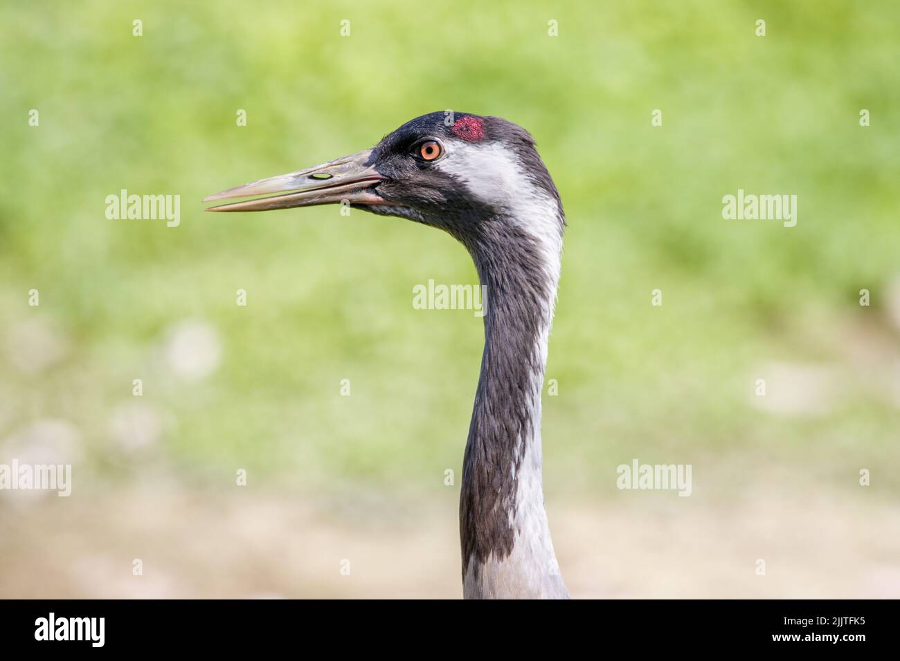 Nahaufnahme eines Demoiselle Krans gegen grünes Gras und Blick zur Seite Stockfoto