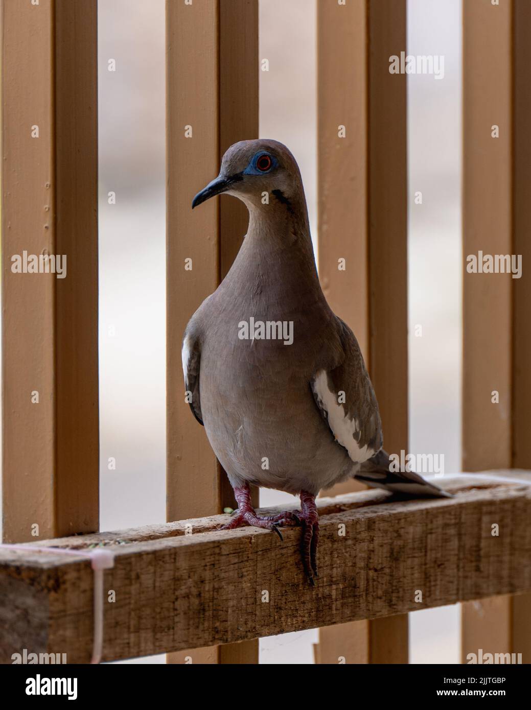 Eine vertikale Nahaufnahme einer niedlichen Taube, die auf einer Holzkonstruktion sitzt Stockfoto