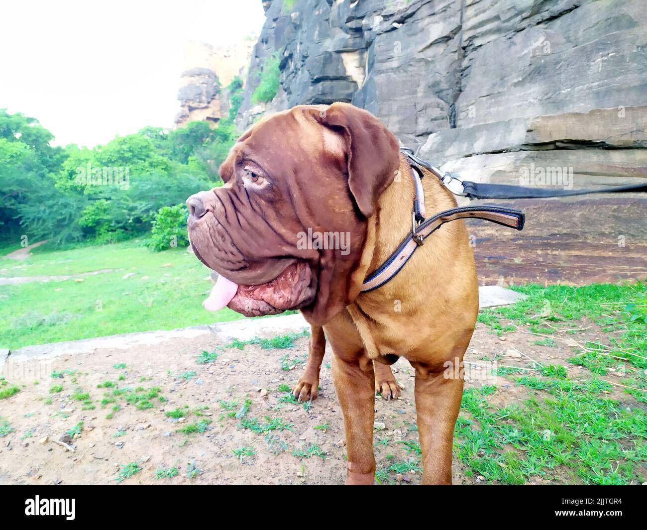 mastiff Hund am Morgen zu Fuß Stockfoto