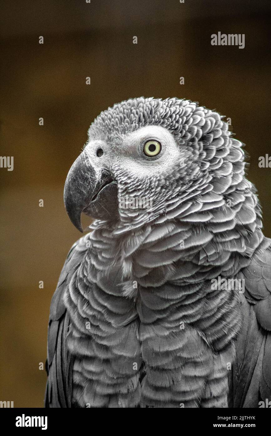 Eine vertikale Aufnahme eines grauen Papageien in einem Zoo vor verschwommenem Hintergrund Stockfoto
