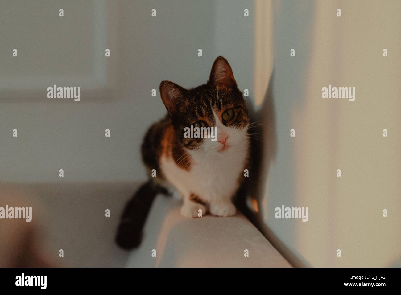 Eine Nahaufnahme einer Ingwerkatze, die zu Hause spielt Stockfoto