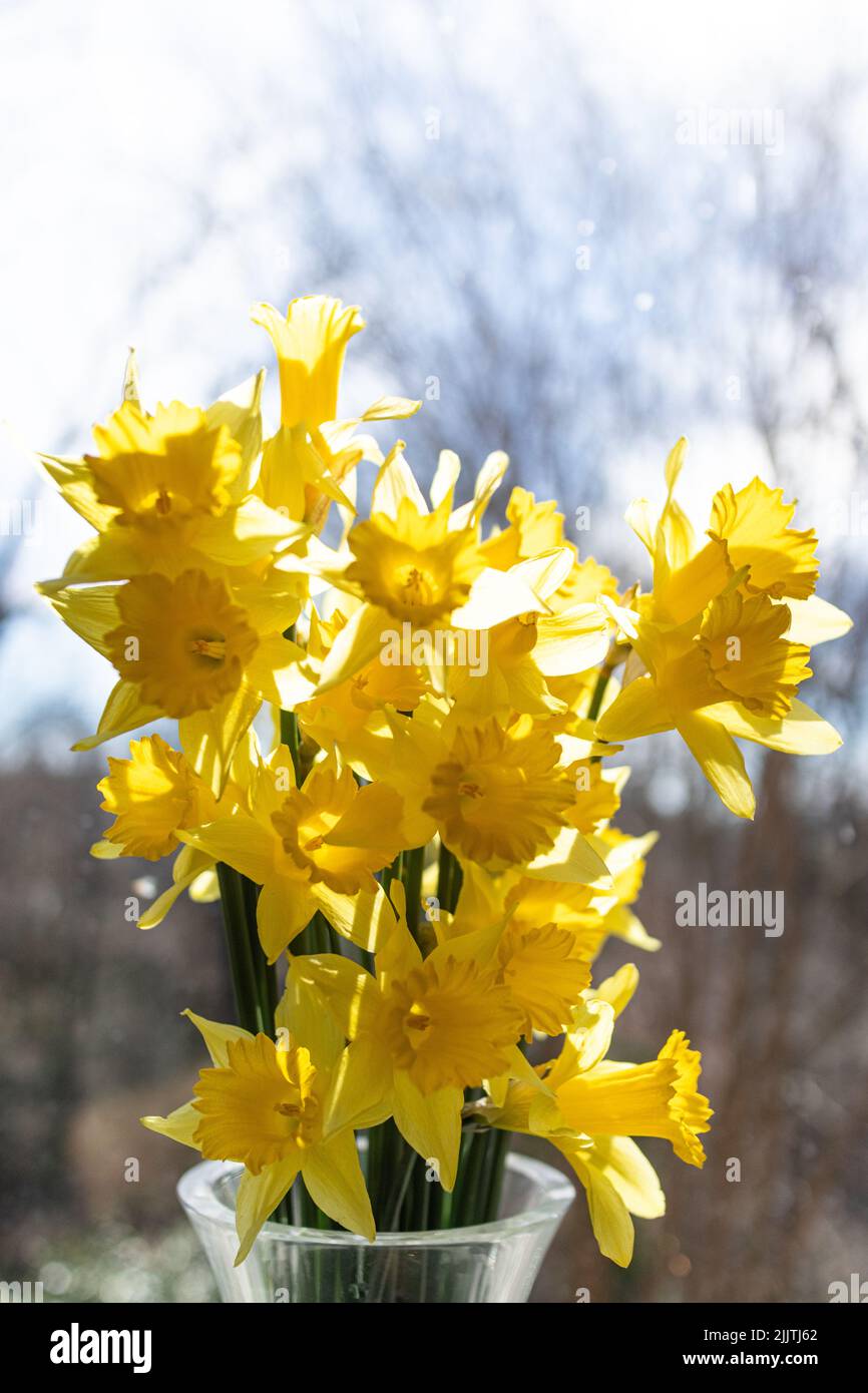 Ein selektiver Fokus von gelben Narzissenblüten Stockfoto