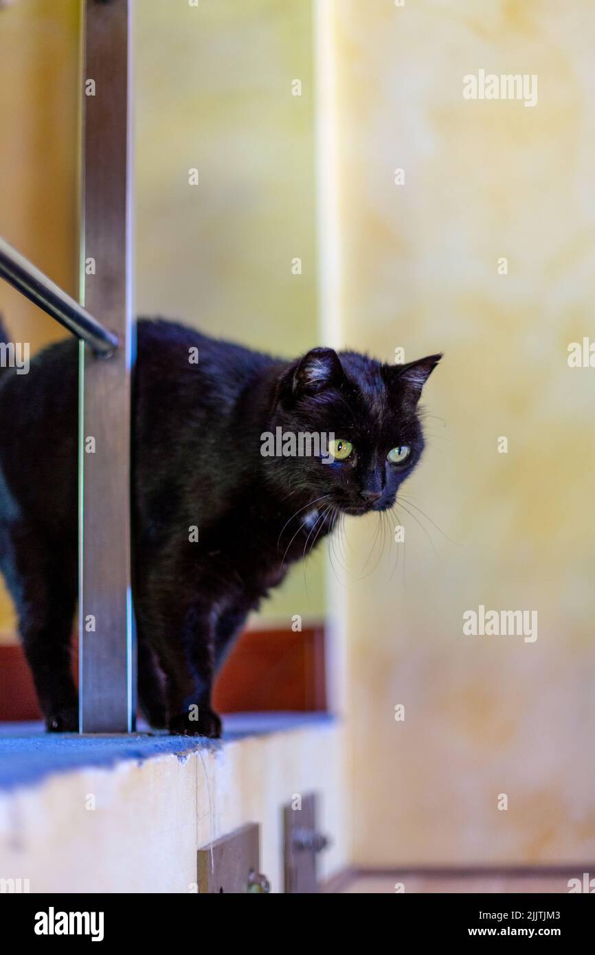 Eine vertikale Seitenansicht eines schwarzen Katzenkopfes Stockfoto