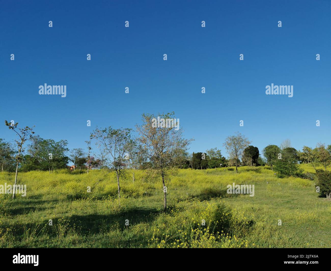 Eine malerische Aussicht auf Bäume, die in einem Feld gegen wolkenlosen Himmel wachsen Stockfoto