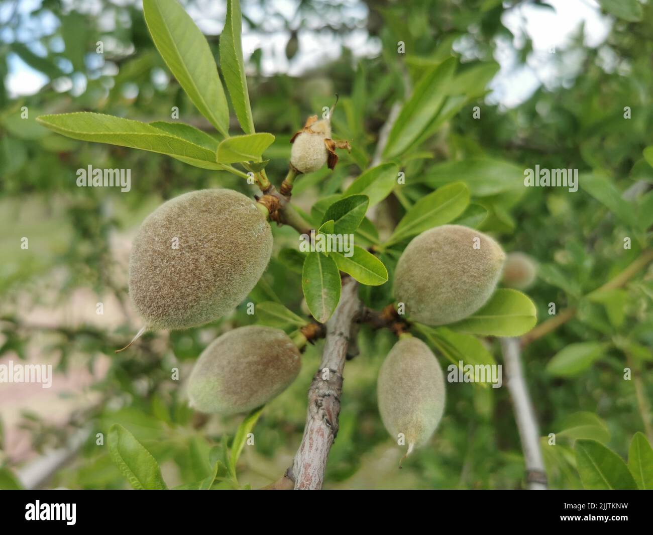 Eine Nahaufnahme eines Mandelbaums (Prunus amygdalus) mit reifenden Früchten, die in einem Garten wachsen Stockfoto