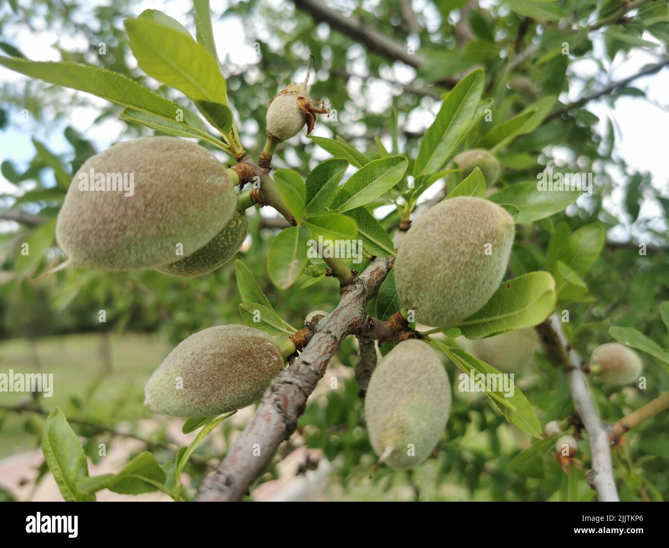 Eine Nahaufnahme eines Mandelbaums (Prunus amygdalus) mit reifenden Früchten, die in einem Garten wachsen Stockfoto