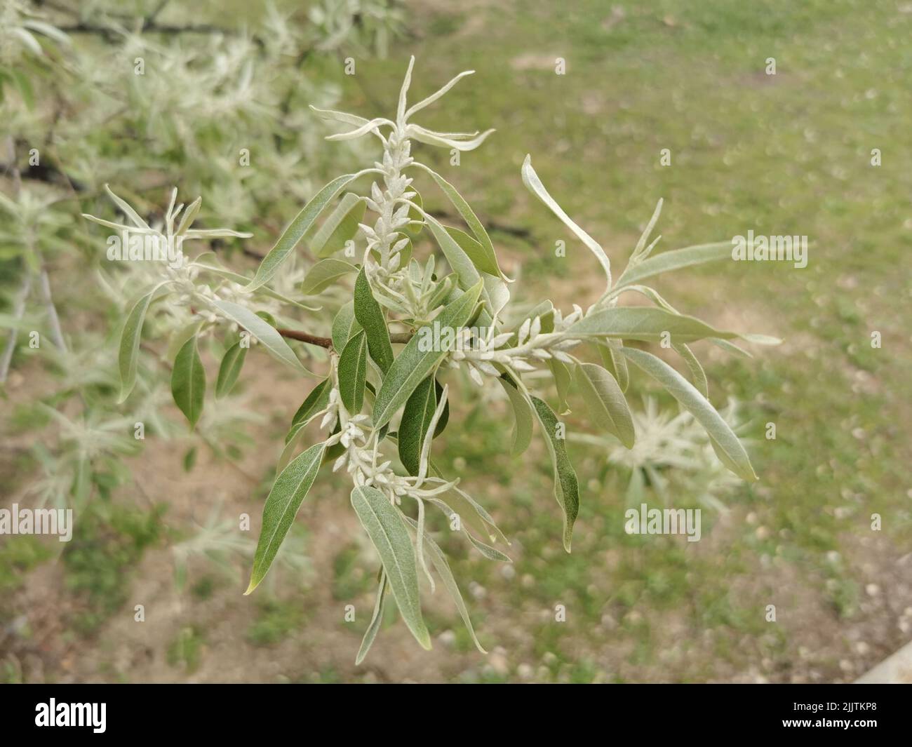 Eine Nahaufnahme der Blätter des russischen Olivenbaums (Elaeagnus angustifolia) Stockfoto