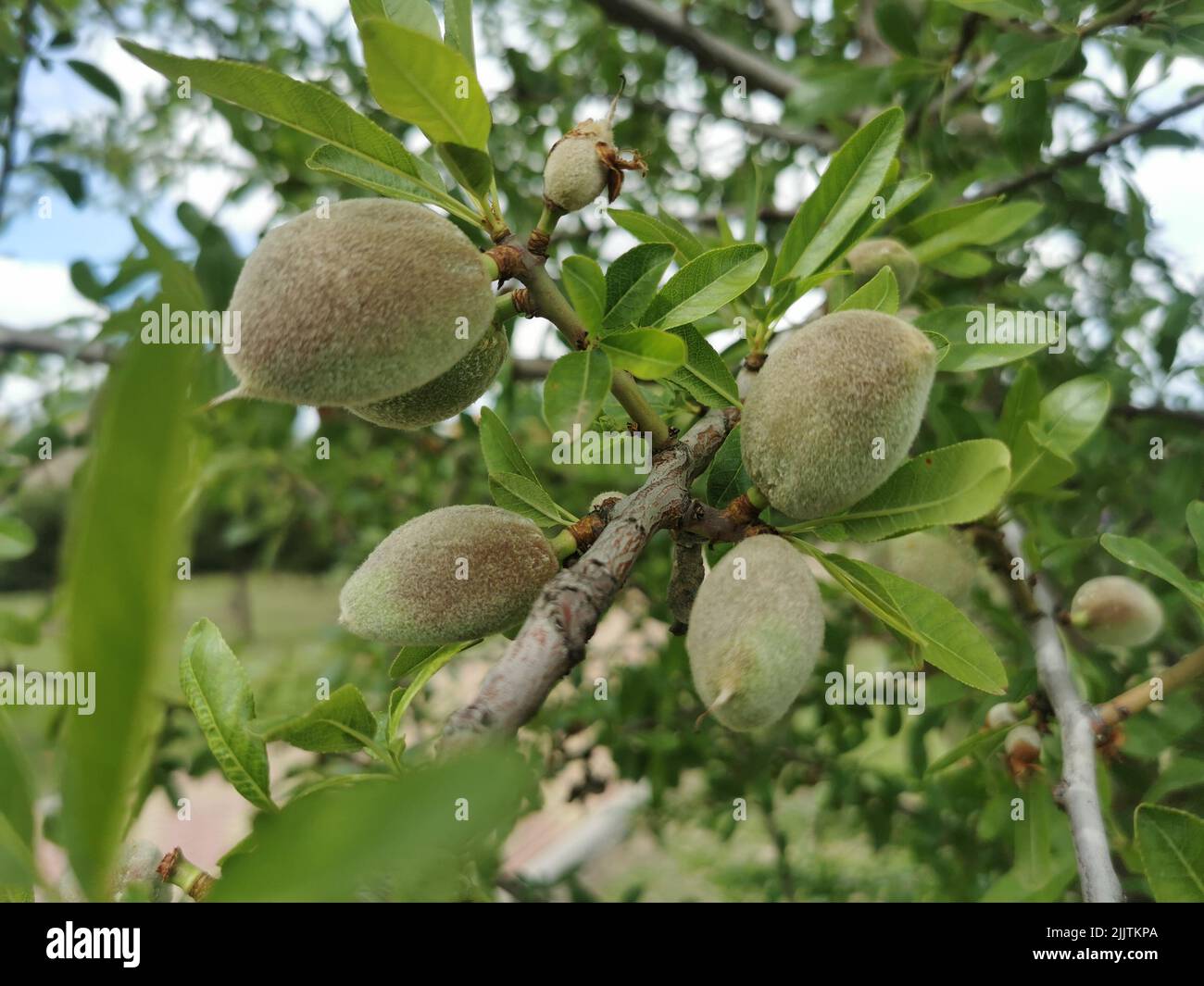 Eine Nahaufnahme eines Mandelbaums (Prunus amygdalus) mit reifenden Früchten, die in einem Garten wachsen Stockfoto