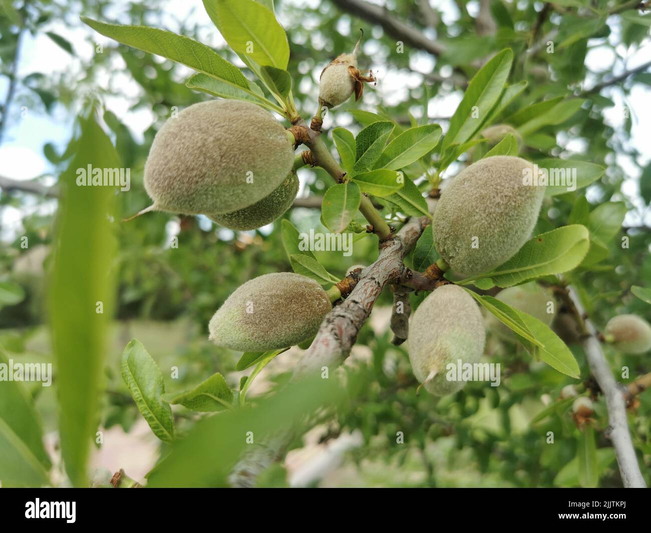 Eine Nahaufnahme eines Mandelbaums (Prunus amygdalus) mit reifenden Früchten, die in einem Garten wachsen Stockfoto