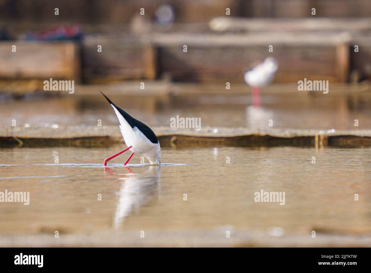 Ein wunderschöner schwarz-weißer Stelzenläufer, der Fische aus einem Fluss auf unscharfem Hintergrund jagt Stockfoto