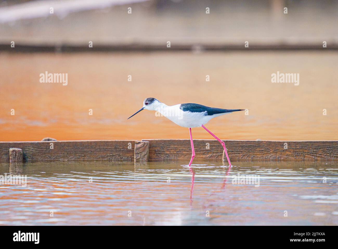 Nahaufnahme eines Schwarzflügelstelzes in einem Teich Stockfoto