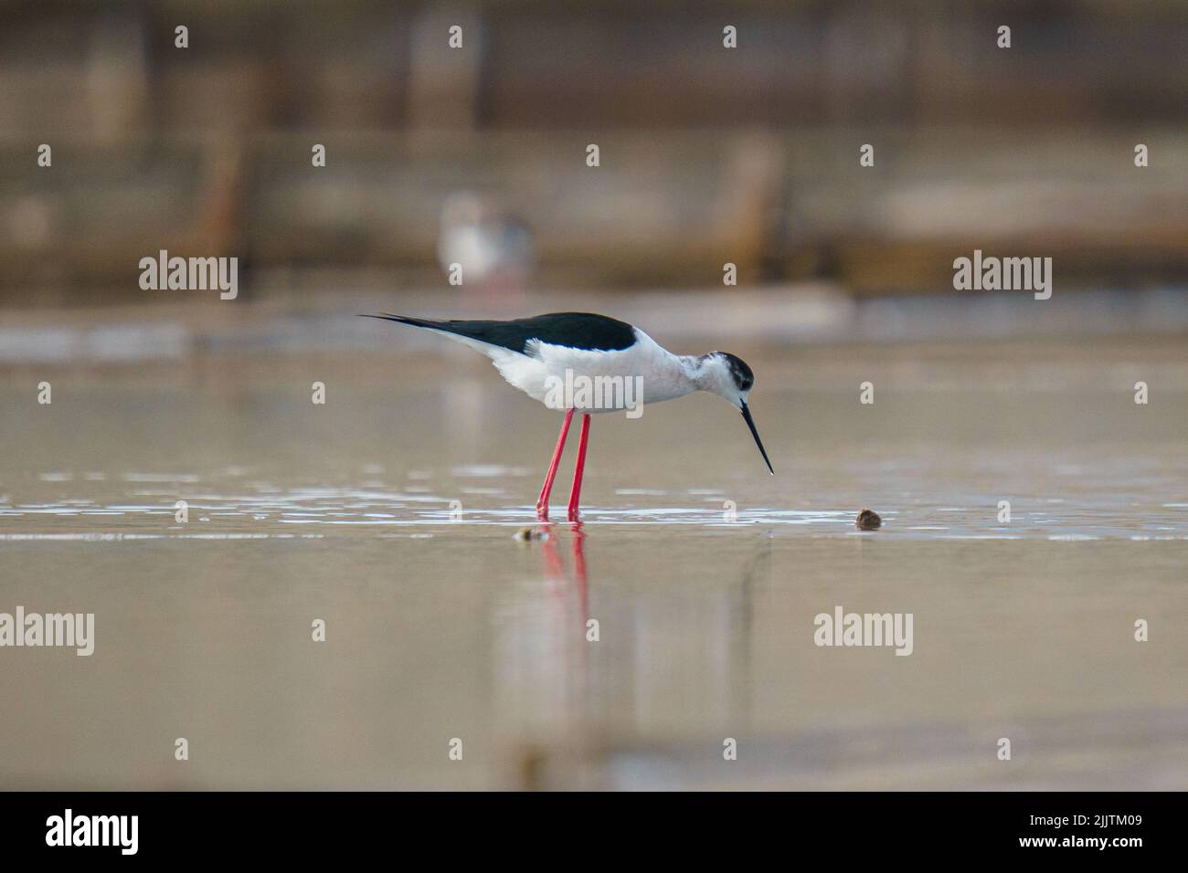 Der Vogel Schwarzflügeliger Stelzenläufer mit roten Beinen im Meer Stockfoto