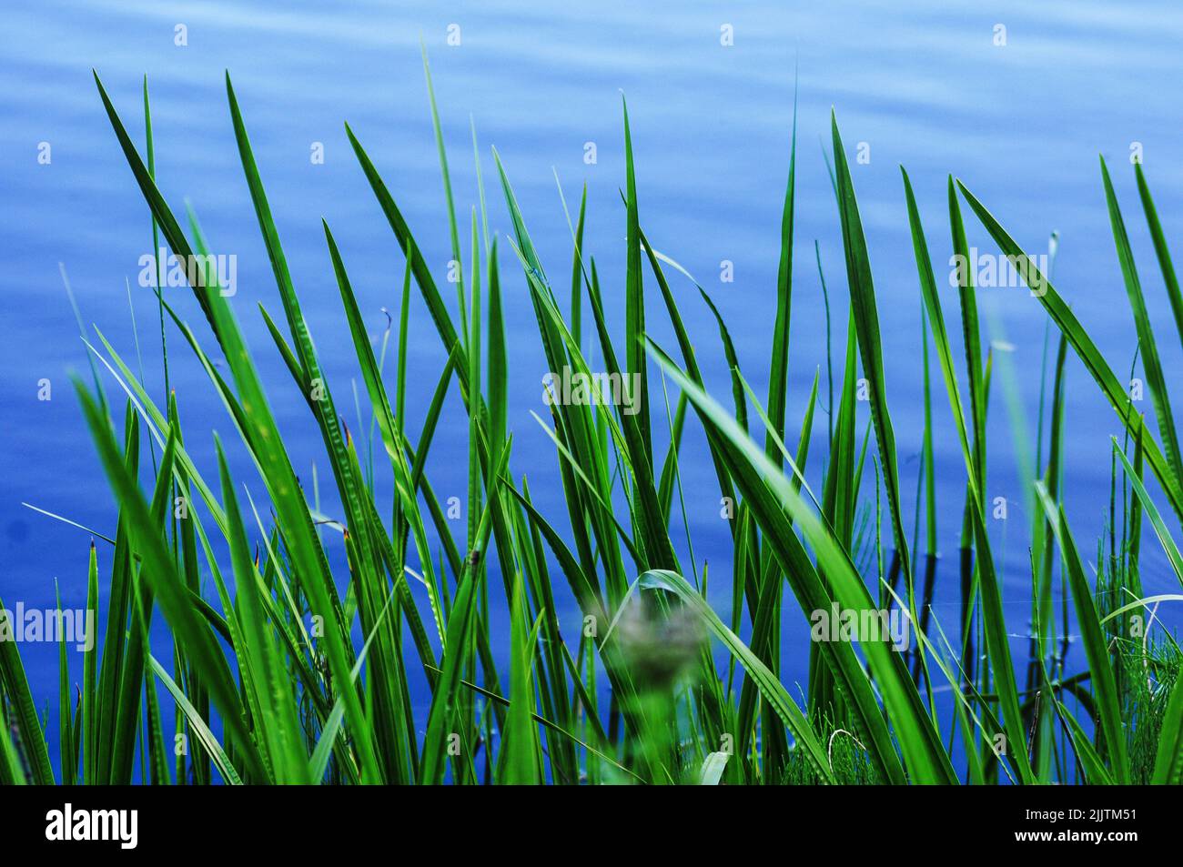 Eine Nahaufnahme von frischem, grünem Gras am See Stockfoto
