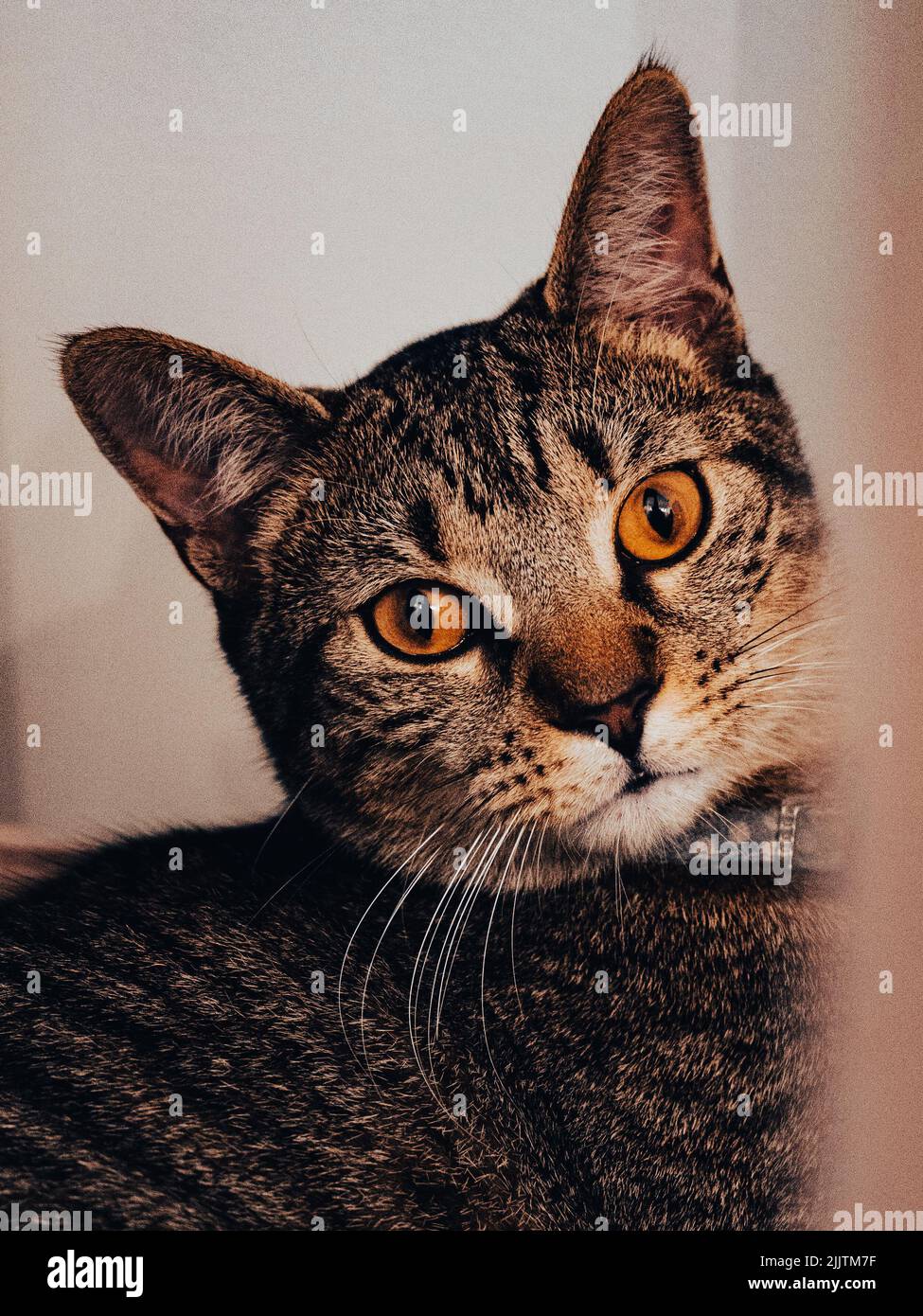 Die silberne gestromte Katze mit dem gelben Augenporträt Stockfoto