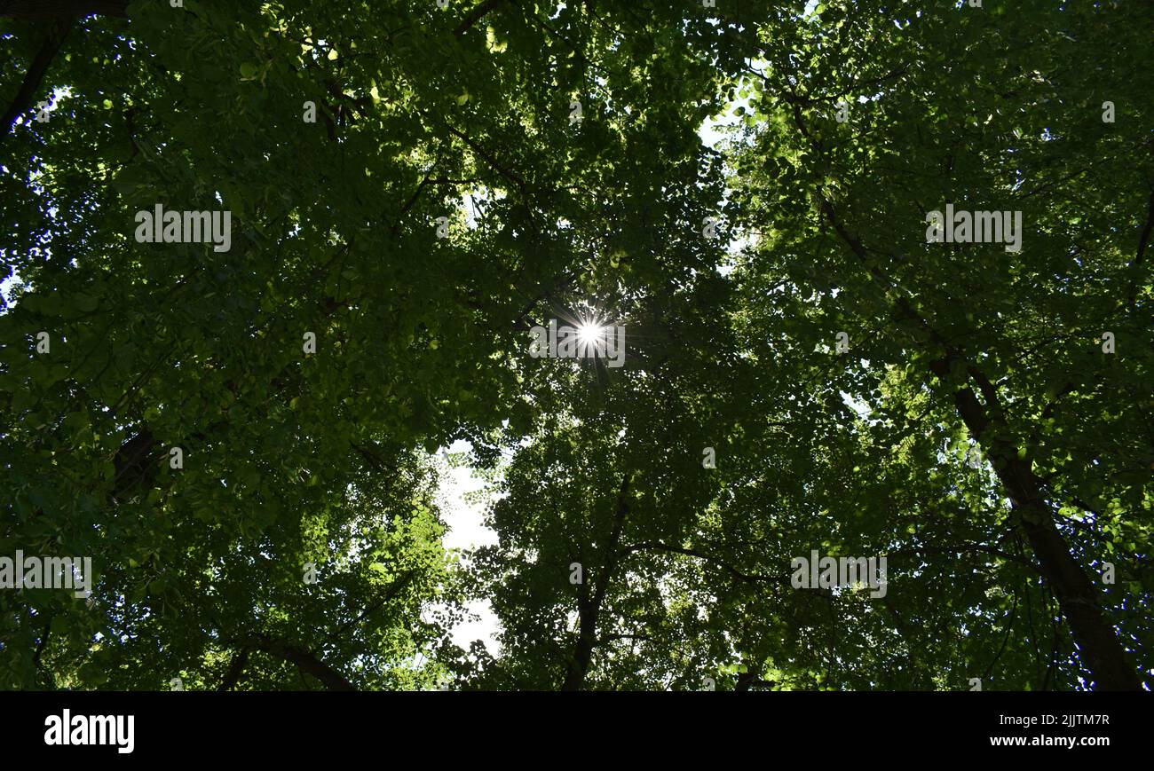 Im Sommer scheint die Sonne durch Bäume und Blätter in einem rumänischen Wald - Bäume und die Sonne Stockfoto