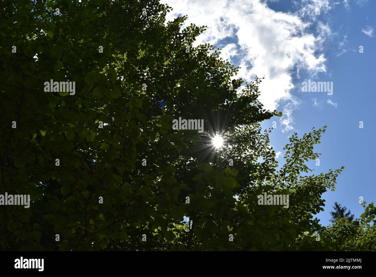 Im Sommer scheint die Sonne durch Bäume und Blätter in einem Wald mit dem wolkenbewachsenen Himmel hinter ihnen Stockfoto