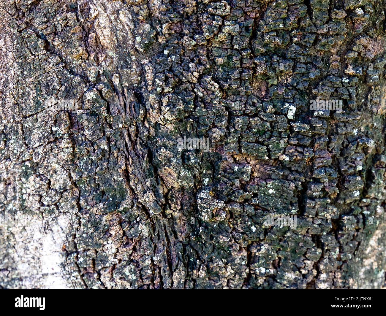 Die Details der natürlichen Textur der Baumrinde mit Sonnenlicht Stockfoto