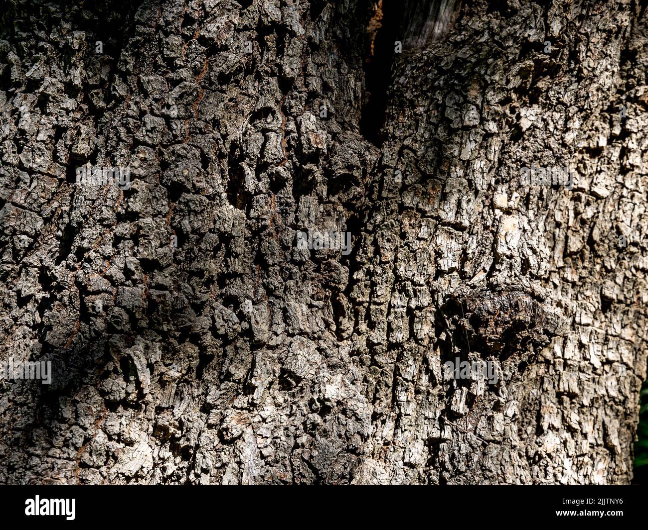 Die Details der natürlichen Textur der Baumrinde mit Sonnenlicht Stockfoto