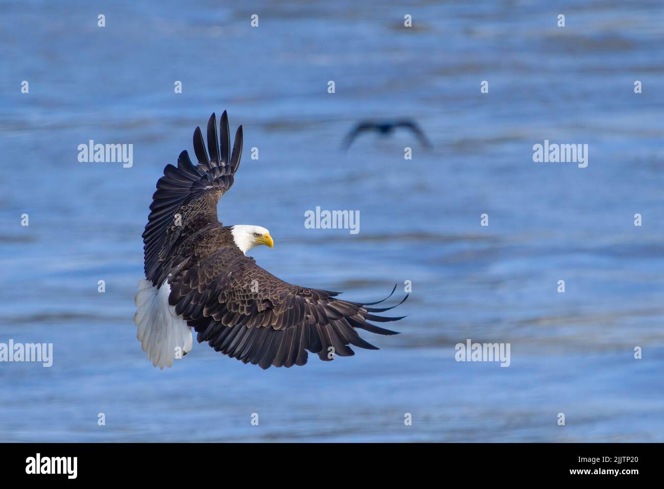 Ein Weißkopfadler, der auf einem blauen Meer fliegt und versucht, Fische zu bekommen Stockfoto