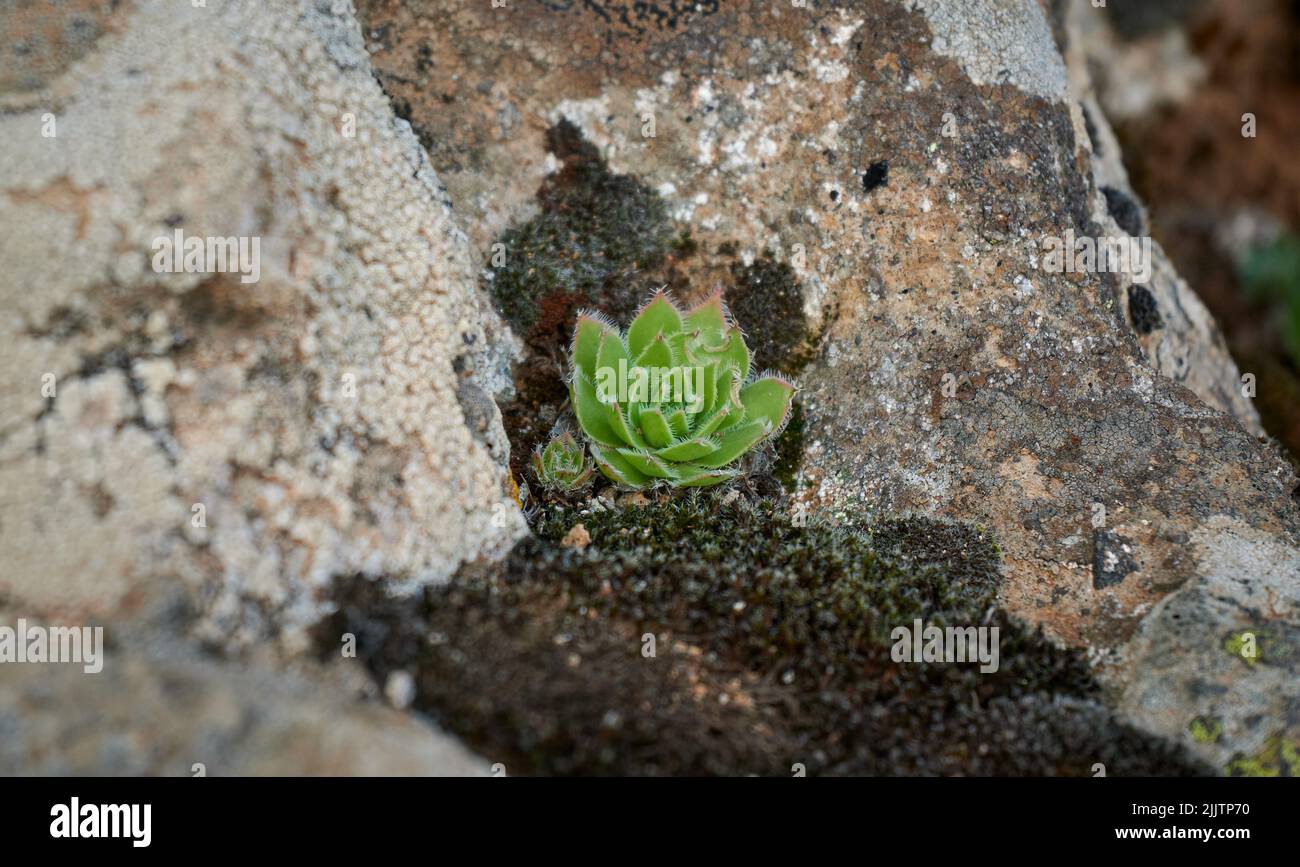 Eine Nahaufnahme einer kleinen Sukulente, die auf einem Felsen wächst Stockfoto