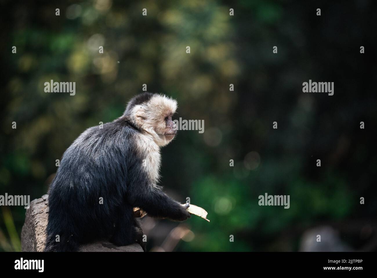 Eine Nahaufnahme eines Kapuzineraffen in einem Wald Stockfoto