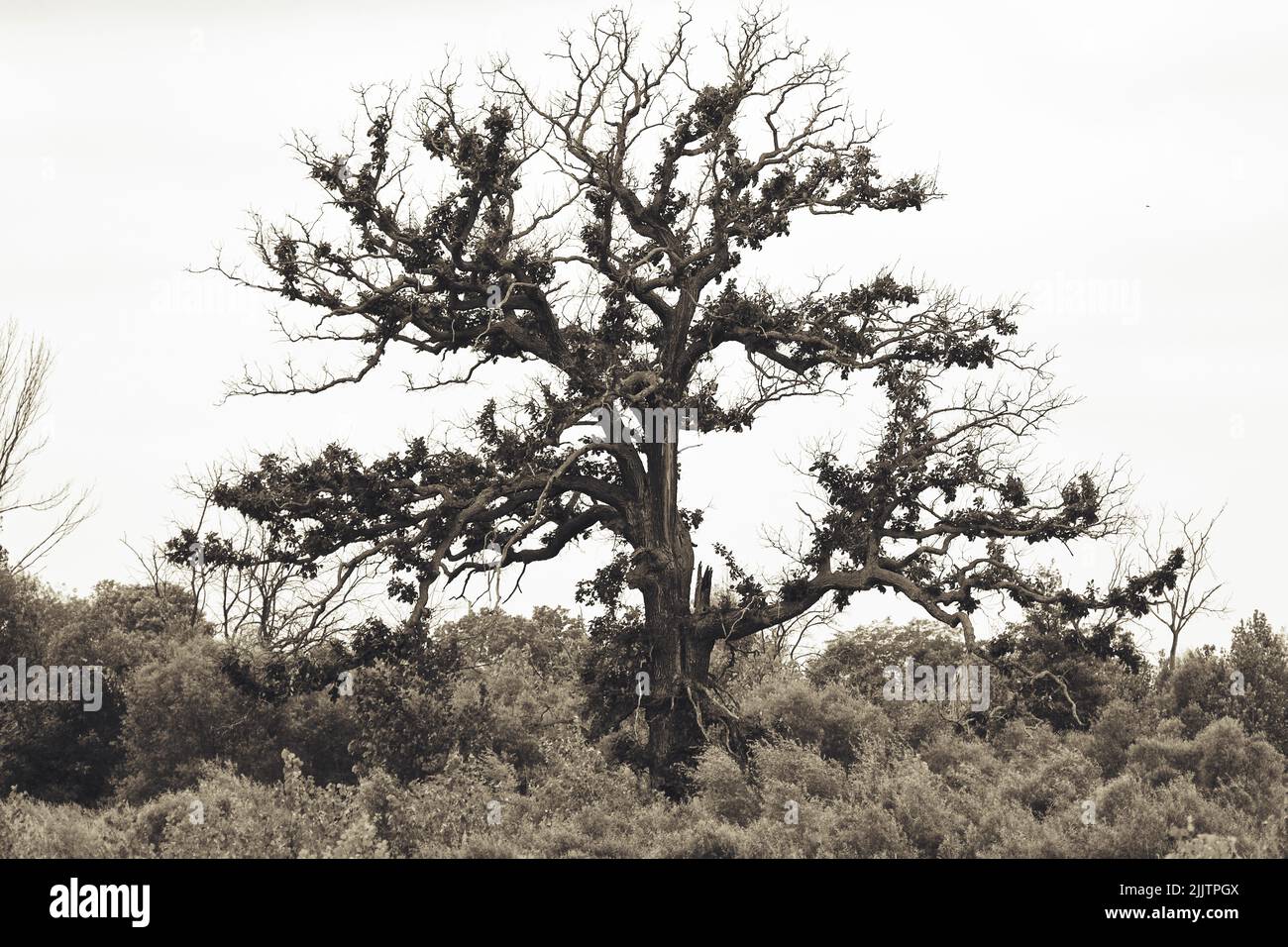 Ein halbtoter Baum, der an einem bewölkten Tag zwischen den Sträuchern wächst Stockfoto