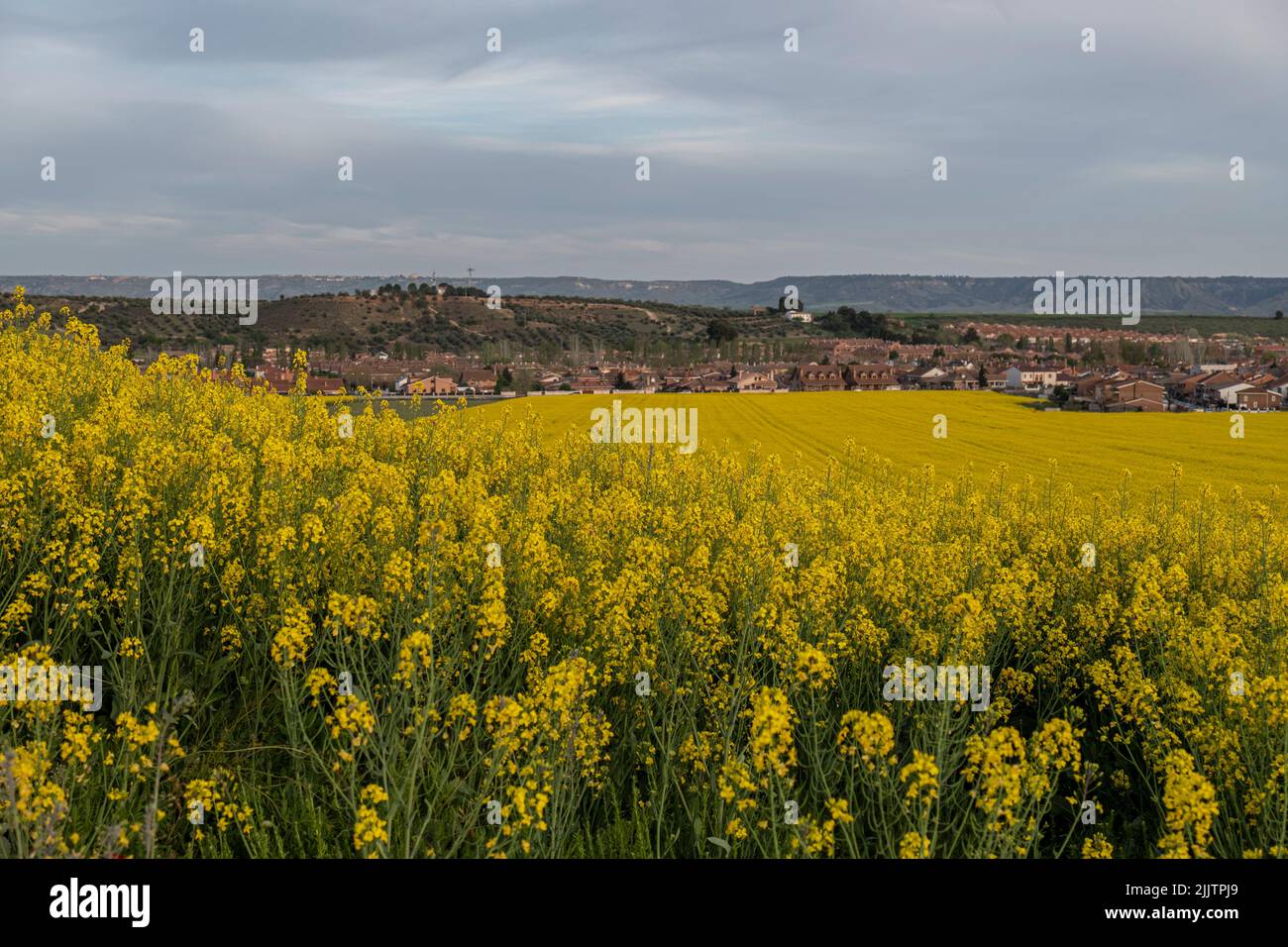 Eine wunderschöne Landschaft mit einem großen Rapsfeld Stockfoto
