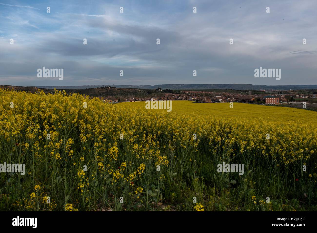Eine wunderschöne Landschaft mit einem großen Rapsfeld Stockfoto