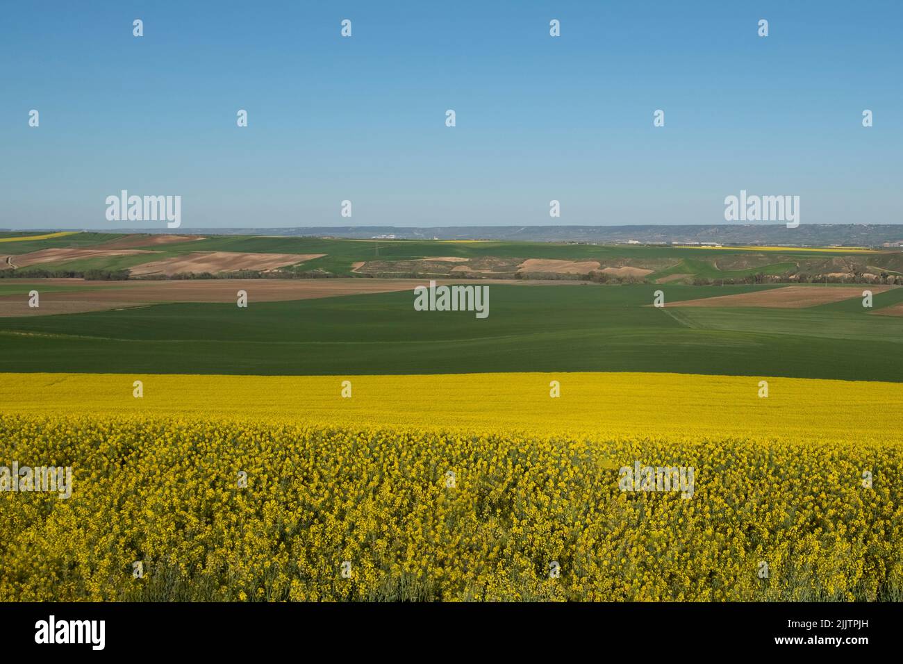Eine wunderschöne Landschaft mit einem großen Rapsfeld Stockfoto