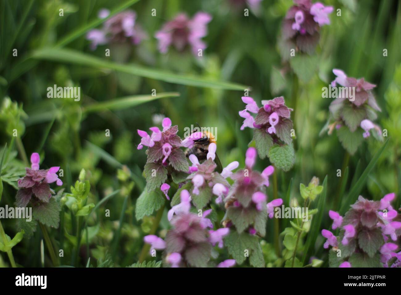 Ein Bee Pollen sammeln von einem Lila Blume Stockfoto