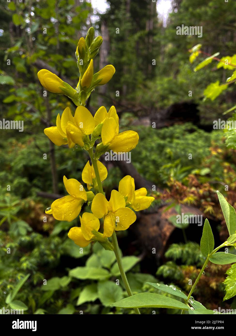 Eine vertikale Aufnahme eines gelben wilden Indigos Stockfoto