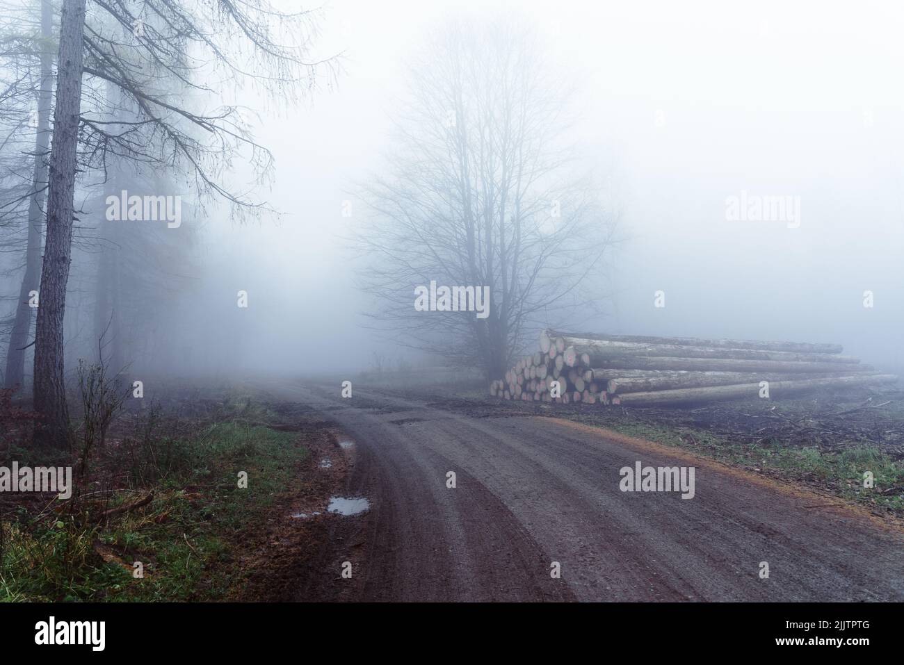 Waldwege führen durch den mystischen Nebelwald Stockfoto