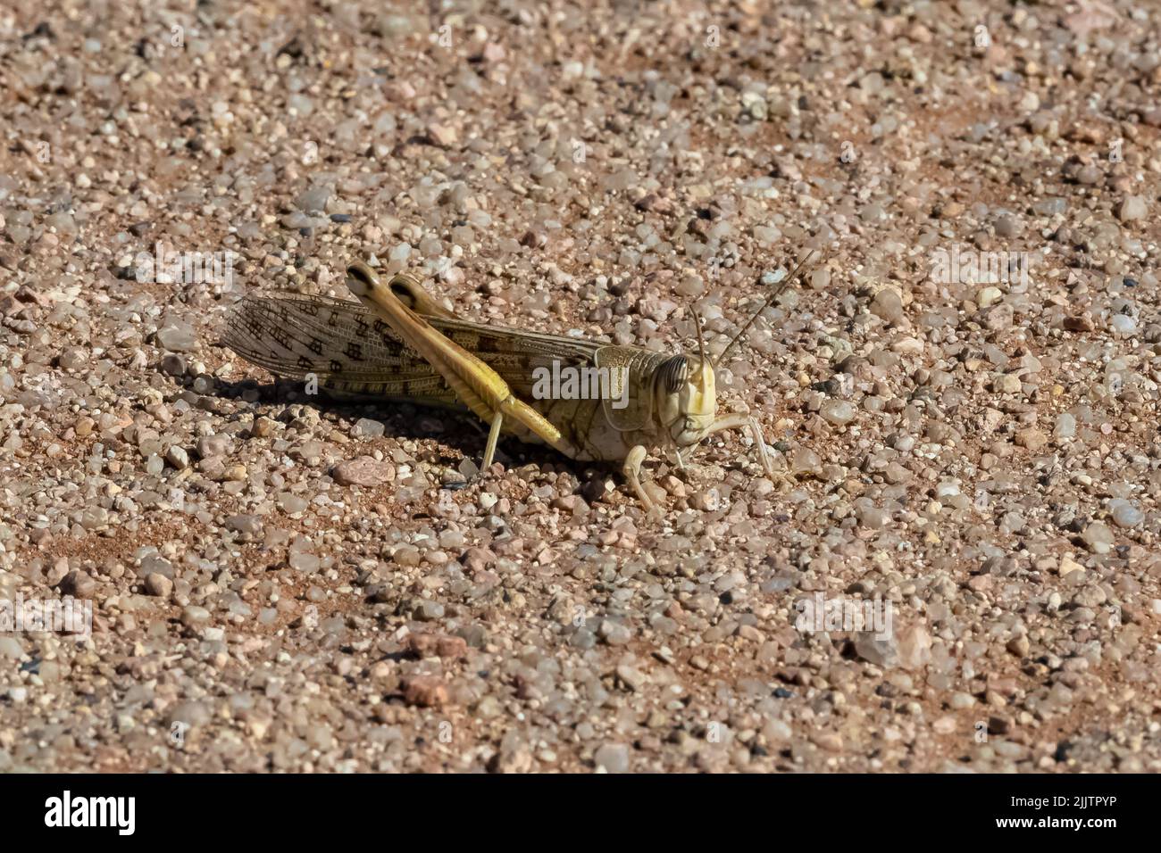Schistocerca gregaria, eine Cricket-Kricket in der Namib-Wüste in Namibia Stockfoto