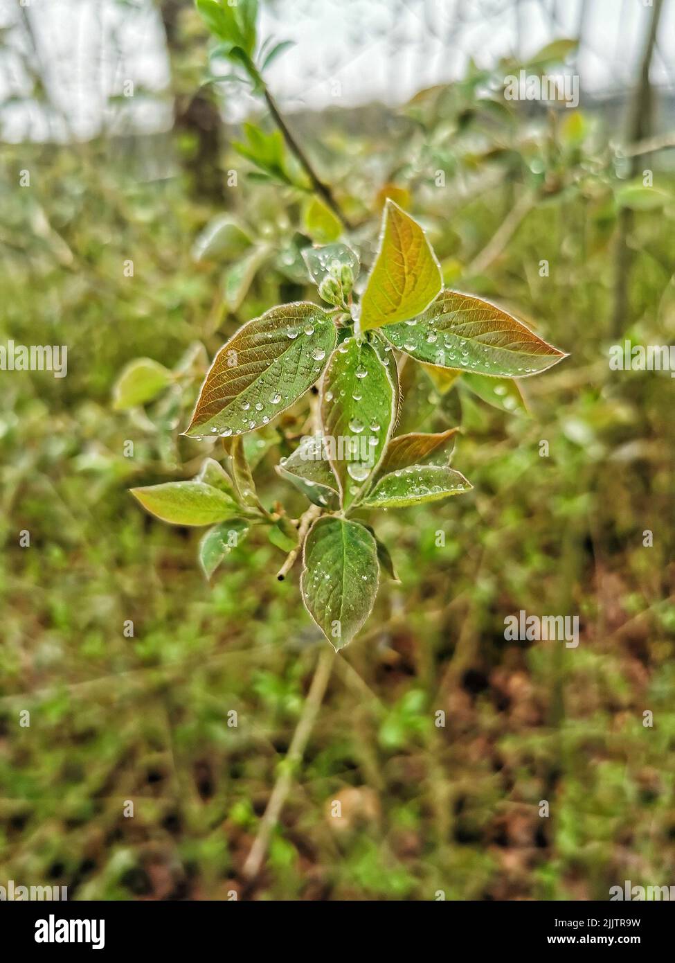 Eine schöne Aussicht auf die grünen Blätter mit Wassertropfen, die in einem Garten wachsen Stockfoto