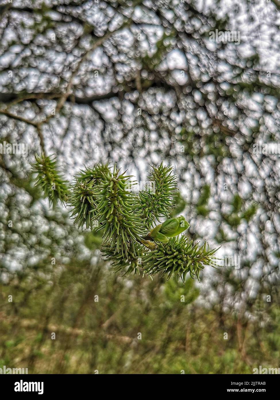 Die Nadelpflanzen auf einem Baum auf einem verschwommenen Hintergrund Stockfoto