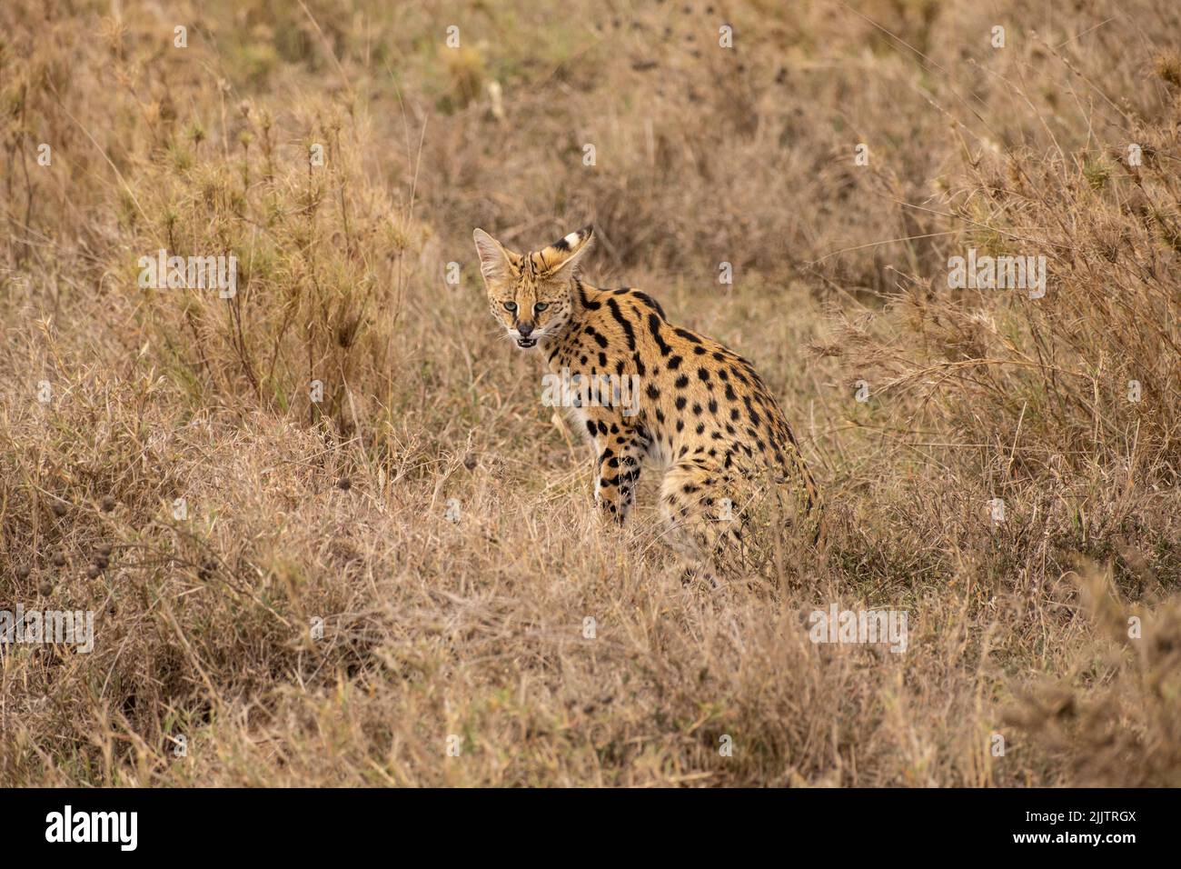 Serval auf der Suche nach Essen in der Wildnis. Stockfoto