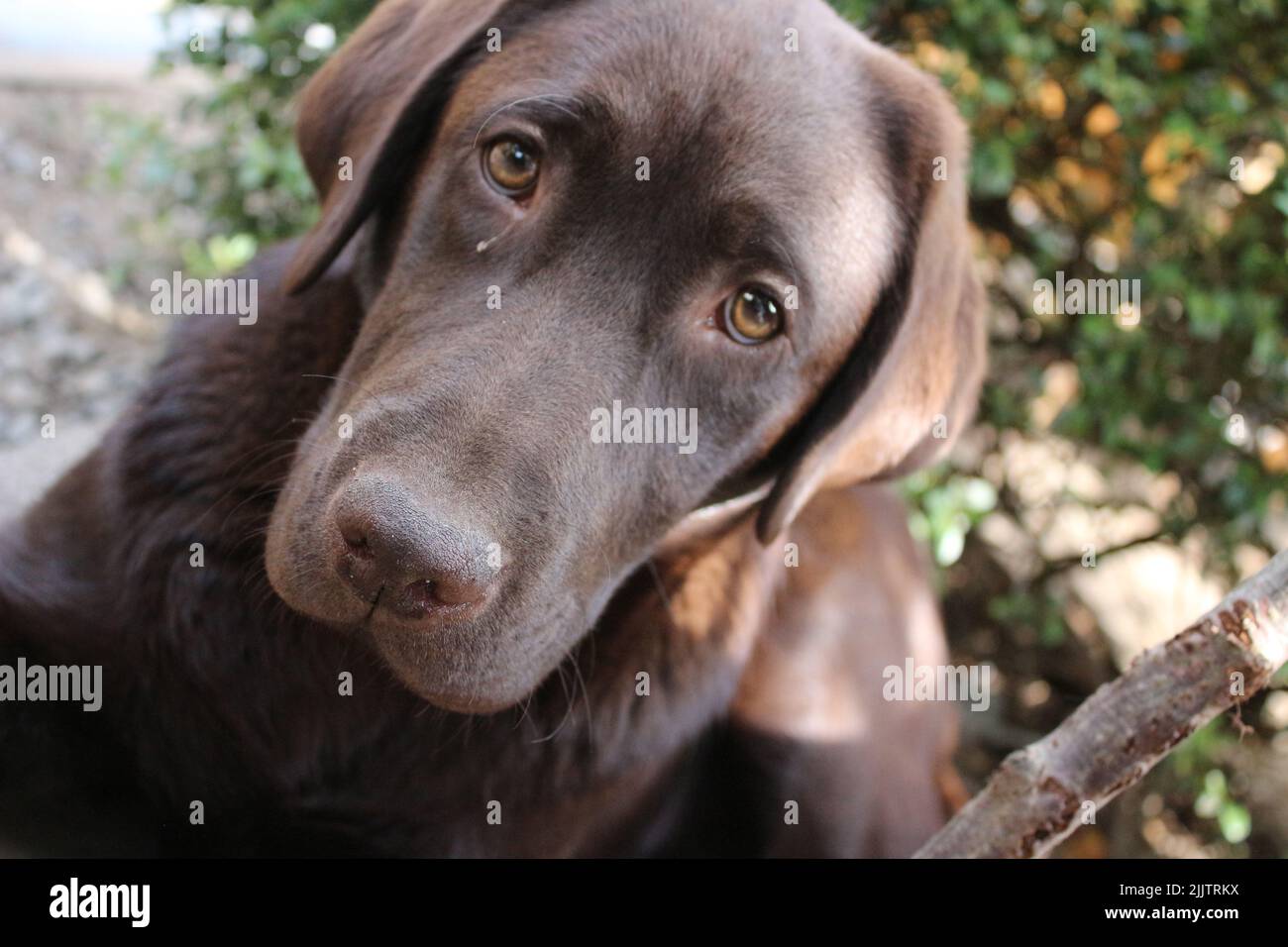 Schokoladengesicht in Nahaufnahme. Stockfoto