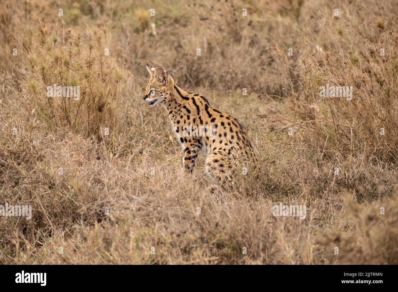 Serval auf der Suche nach Essen in der Wildnis. Stockfoto