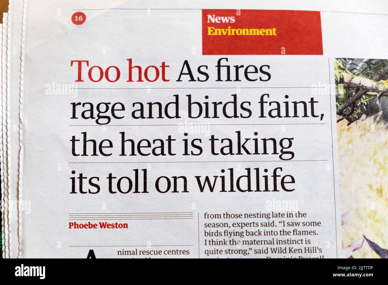 „Zu heiß, da Brände wüten und Vögel nachlassen, fordert die Hitze ihren Tribut an die Tierwelt“, titelt die Zeitung Guardian Environment News article 25 July 2022 Großbritannien Stockfoto