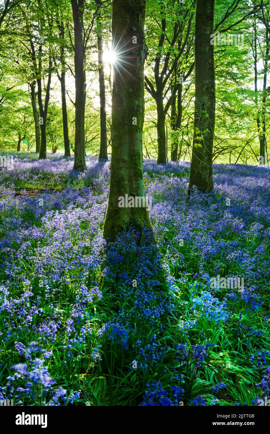 Bluebell wood, Newbury, Berkshire, England, Vereinigtes Königreich, Europa Stockfoto