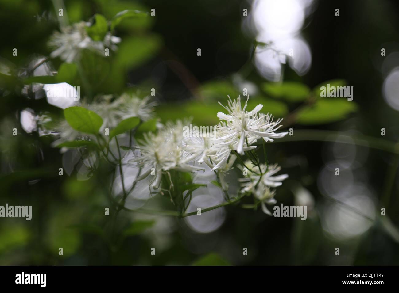 Eine Nahaufnahme von blühenden weißen Clematis-Blüten, isoliert in grüner Natur Stockfoto
